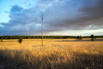 Wall Mural - grain fields near Lipce Reymontowskie, Poland