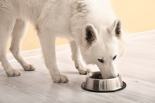 Cute Funny Dog Eating Food From Bowl At Home