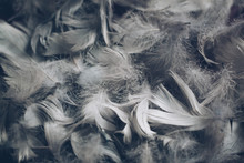 Soft Background With Grey Feathers.