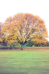 Poster - Tree with golden leaves in autumn and sunrays