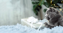 Gray British Cat With Christmas Gifts On Holiday Theme