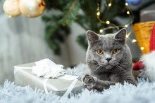 Gray British Cat With Christmas Gifts On Holiday Theme