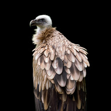 Himalayan Griffon Vulture Isolated On A Black Background