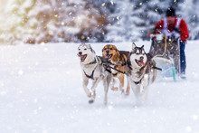 Sled Dog-racing With Alaskan Malamute And Husky Dogs. Snow, Winter, Competition, Race Concept.