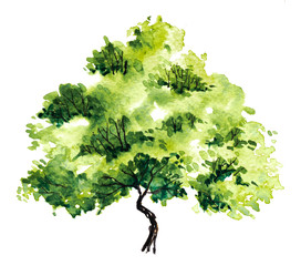 Green tree with leaves. Hand drawn watercolor painting,isolate on white background.Colorful splashing in the paper.It is wet texture with paint brushes stoke.Stylized summer tree. Eco design.
