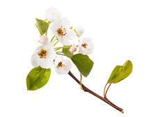 Blossoming Branch Of Apple Tree Isolated On A White Background. Fruit Tree Flower