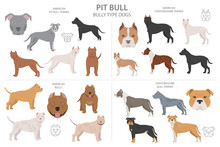 Pitbull Terrier Varieties_1