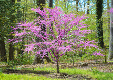 Eastern Redbud Tree In Bloom