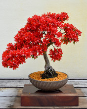 Red Bonsai Tree