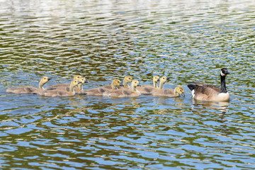 Canada Goose and Goslings