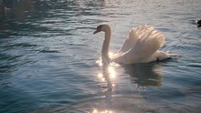 Swan Swimming In A Lake With Ducks Further Back. Reflections Of The Sun In The Water. Slow Motion, Medium Shot. 