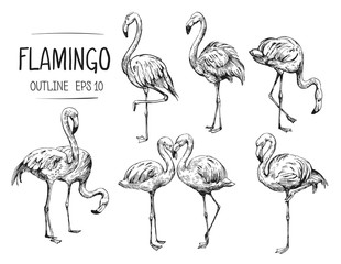 Wall Mural - flamingo sketch. hand drawn illustration converted to vector. outline with transparent background