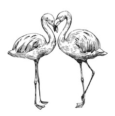 Wall Mural - flamingo sketch. hand drawn illustration converted to vector. outline with transparent background