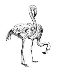 Wall Mural - flamingo sketch. hand drawn illustration converted to vector. outline with transparent background