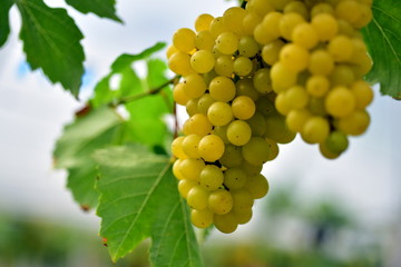 Green grapes in vineyard ,Fresh grapes in the hands that have trees and From the vineyard near my house