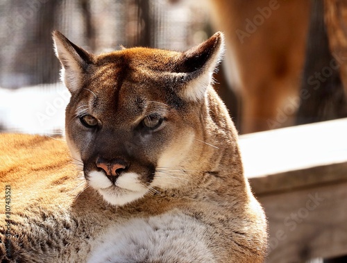 Fotografía The cougar is a large felid of the subfamily Felinae