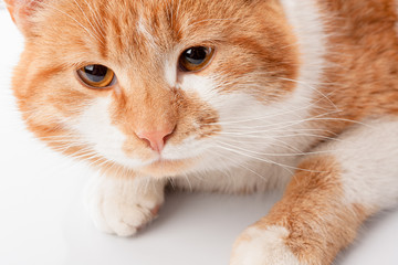  Portrait of a fat ginger red cat