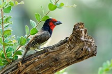 Closeup Of A Woodpecker Finch Perched On A Tree Branch
