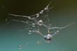 Spinnennetzt mit Wassertropfen