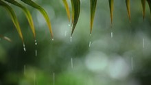 Natural Tropical Rain. Shallow Focus On Raindrops Leaf
