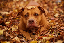  Dog In The Leaves
