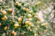 Yellow Green Pears Growing On A Tree With Green Leaves