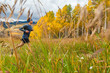 © Cavan Images - Man trail runs through meadow with fall color in Vail, Colorado