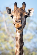 A Giraffe With Mouth Open