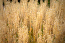 Decorative Pampas Grass Spikelets Close Up. Plumes Of Thick Ornamental Grass Background. 