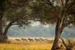 A herd of zebras roaming the plains of Mana Pools, Zimbabwe