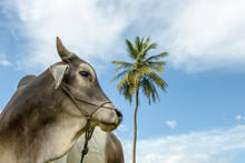 Ox Tied And Palm Tree And Blue Sky On Background