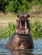Yawning  Hippopotamus In The Water. The Common Hippopotamus (Hippopotamus Amphibius)