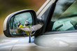 © Johnér - Bird near side mirror