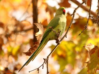 Sticker - Green parakeet with a red beak resting on a tree branch with blurry leaves on the background