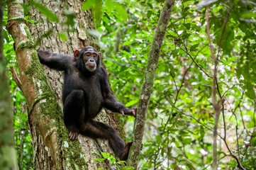 Wall Mural - close up portrait of chimpanzee ( pan troglodytes ) resting on the tree in the jungle