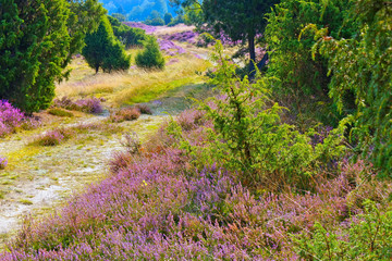 Sticker - Lüneburger Heide im Herbst bei Wilsede - landscape Lueneburg Heath in autumn