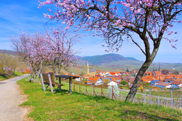 Sticker - Birkweiler während der Mandelblüte im Frühling - landscape around Birkweiler during the almond blossom in spring , Germany