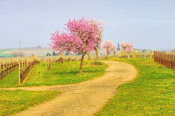 Sticker - Kirchheim während der Mandelbluete in der Pfalz im Frühling - the town Kirchheim during almond blossom in Rhineland Palatinate in spring