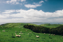 Sheep On Meadow