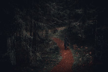 Dark Dressed Girl Walking On The Path Of Dark Forest.
