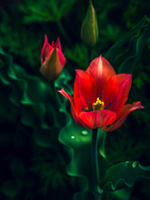 Close Up Of Red Tulip Flowers