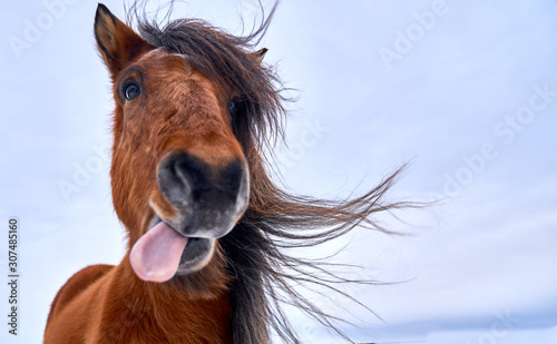 Cuadros en Lienzo Cara de caballo sacando la lengua