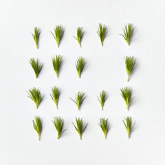 Square frame from green raw pine needles on a light background. copy space. Flat lay.