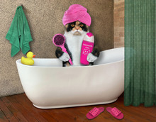 The Multi Colored Cat With A Pink Towel Around Its Head Is Sitting In The White Bath At The Hotel. It Holds A Hair Brush And Shampoo.