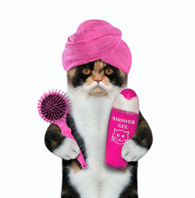 The Multi Colored Cat With A Pink Towel Around Its Head Is Holding A  Hair Brush And A Bottle Of Shampoo. White Background. Isolated.
