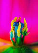 Inside A Tulip: Extreme Close Up Of Stamen (filaments And Anthers), Stigma And Ovary Inside A Colorful Tulip In Blossom