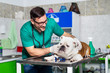 © zorandim75 - Happy veterinarians examining dog in clinic. Dog at the vet clinic.