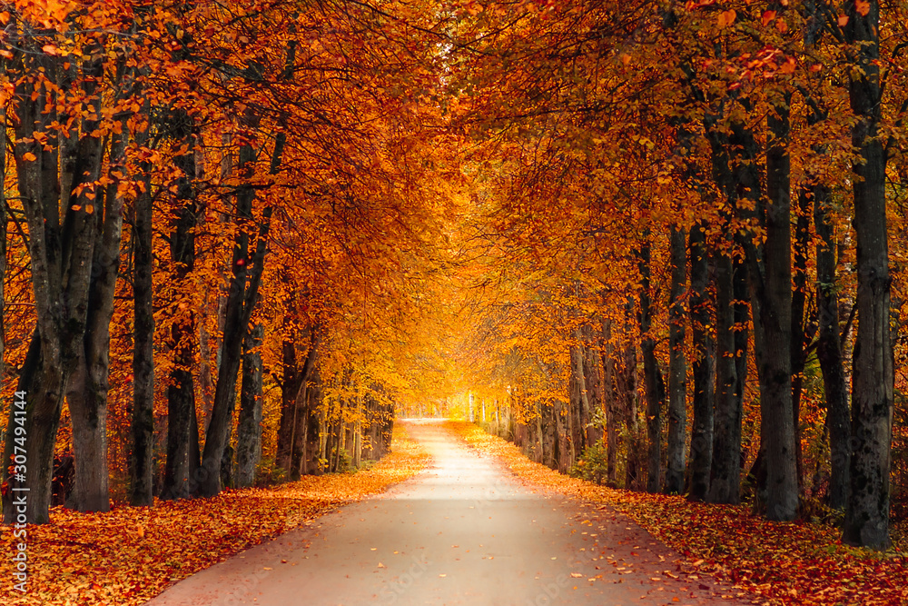 autumn alley along with tall trees with lush vibrant orange yellow ...