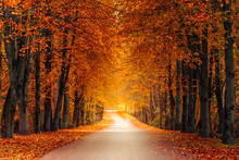 Autumn Alley Along With Tall Trees With Lush Vibrant Orange Yellow Foliage And Bright Sunlight In The Distance