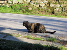 Gatto Nero A Strisce Al Sole Su Una Strada